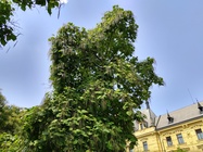 Motorola Razr (2019)