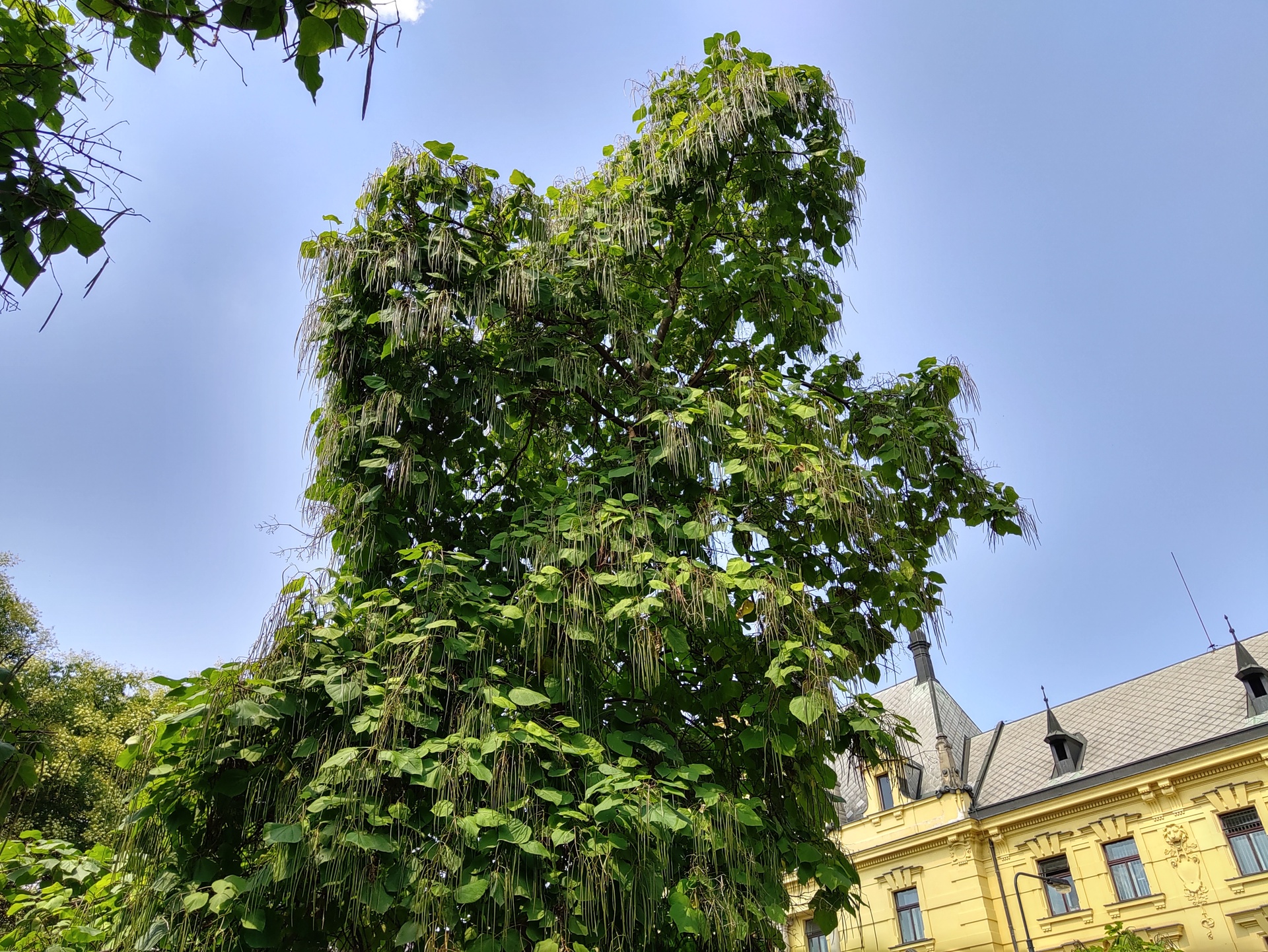 Motorola Razr (2019)