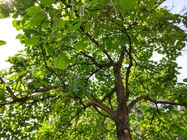 Motorola Razr (2019)