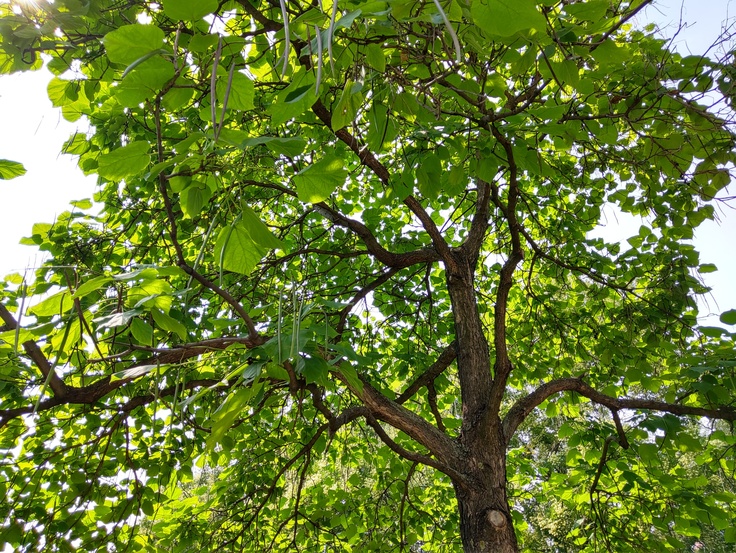 Motorola Razr (2019)