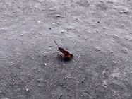 Motorola Razr (2019)