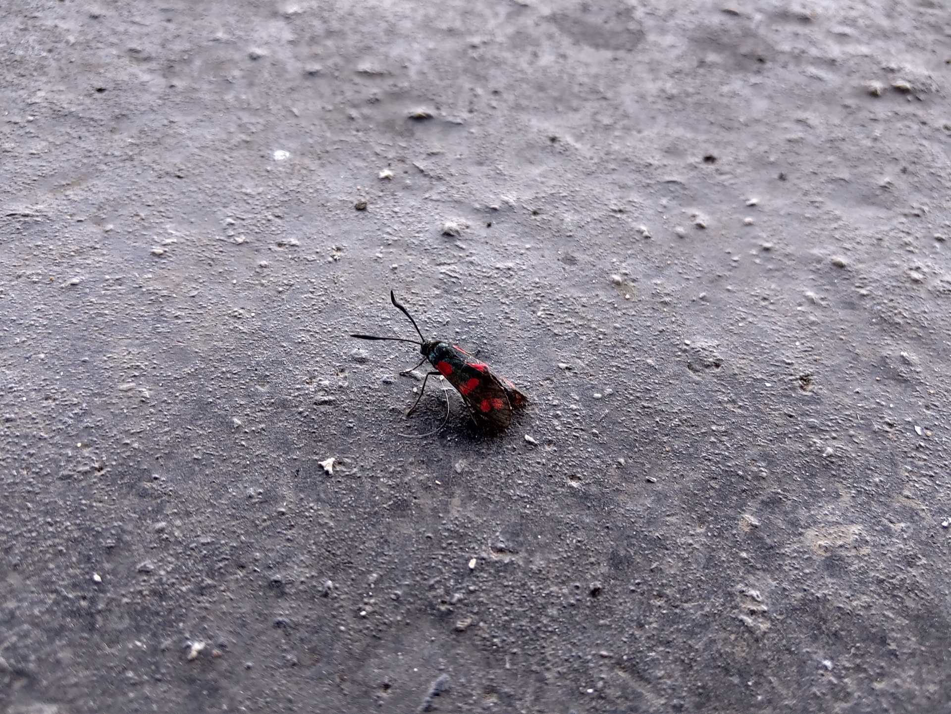 Motorola Razr (2019)