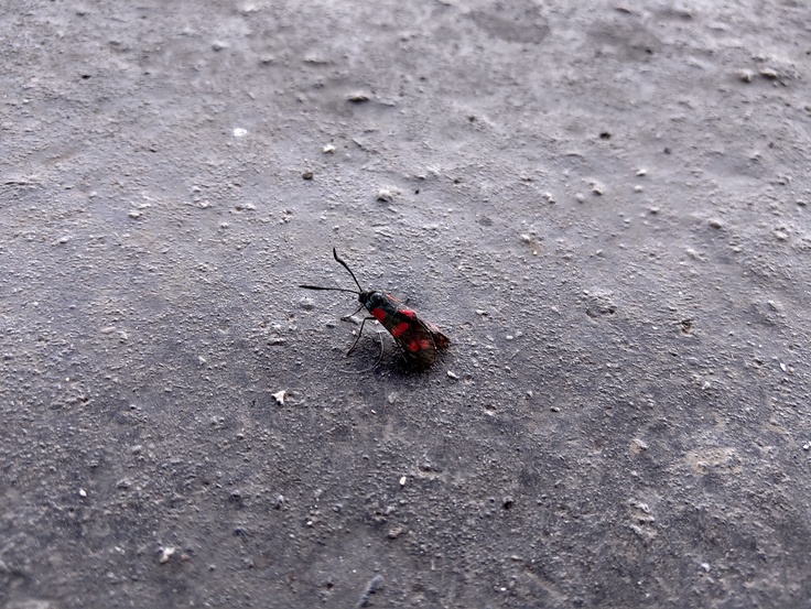 Motorola Razr (2019)