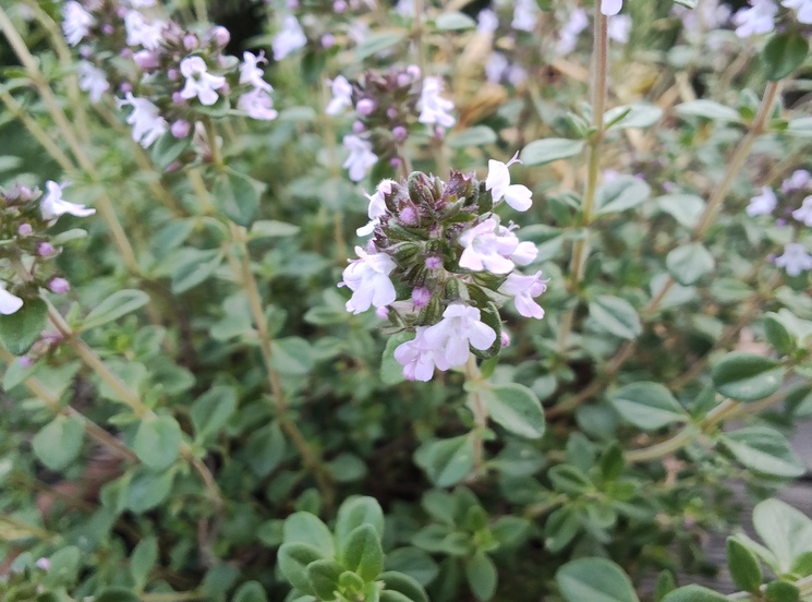 Motorola Razr 40 Ultra