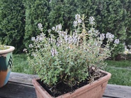 Motorola Razr 40 Ultra