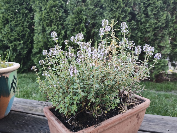 Motorola Razr 40 Ultra