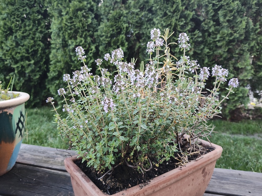 Motorola Razr 40 Ultra