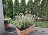 Motorola Razr 40 Ultra