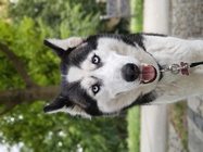 Motorola Razr 50 Ultra