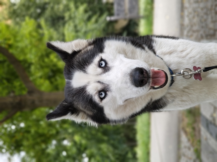 Motorola Razr 50 Ultra