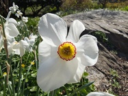 Motorola Razr 60 Ultra