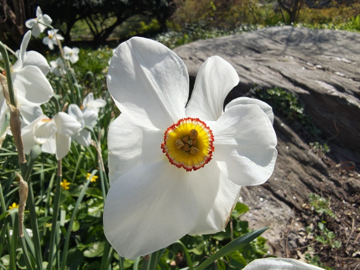 Motorola Razr 60 Ultra