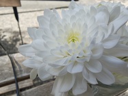 Motorola Razr 60 Ultra