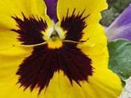 Motorola Razr 60 Ultra