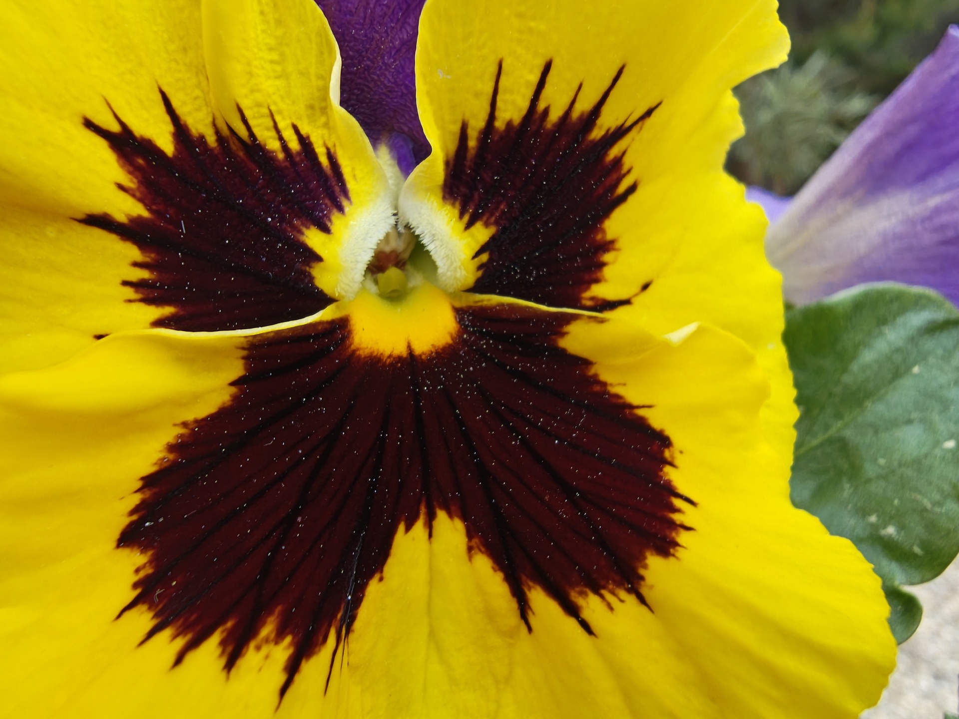 Motorola Razr 60 Ultra