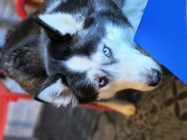 Motorola ThinkPhone25