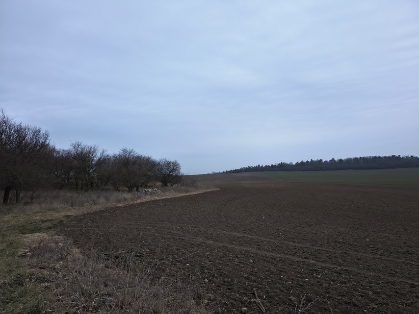 Motorola ThinkPhone25