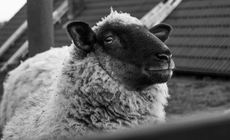 Nízká clona (f/5.6) – malá hloubka ostrosti