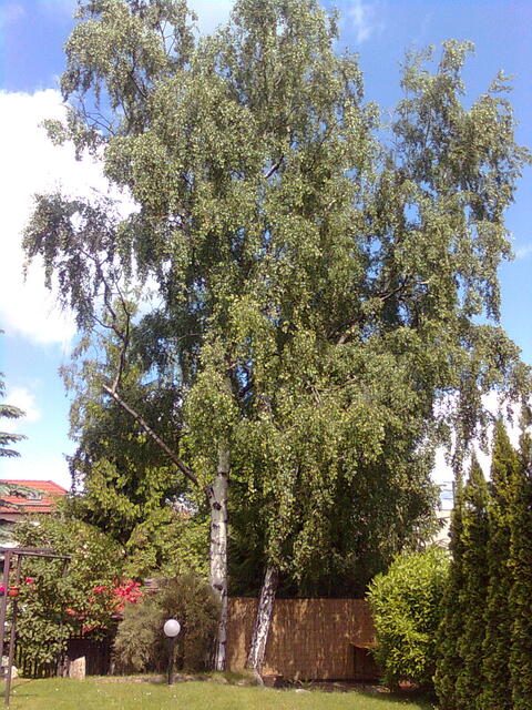 Nokia 5130 Xpress Music