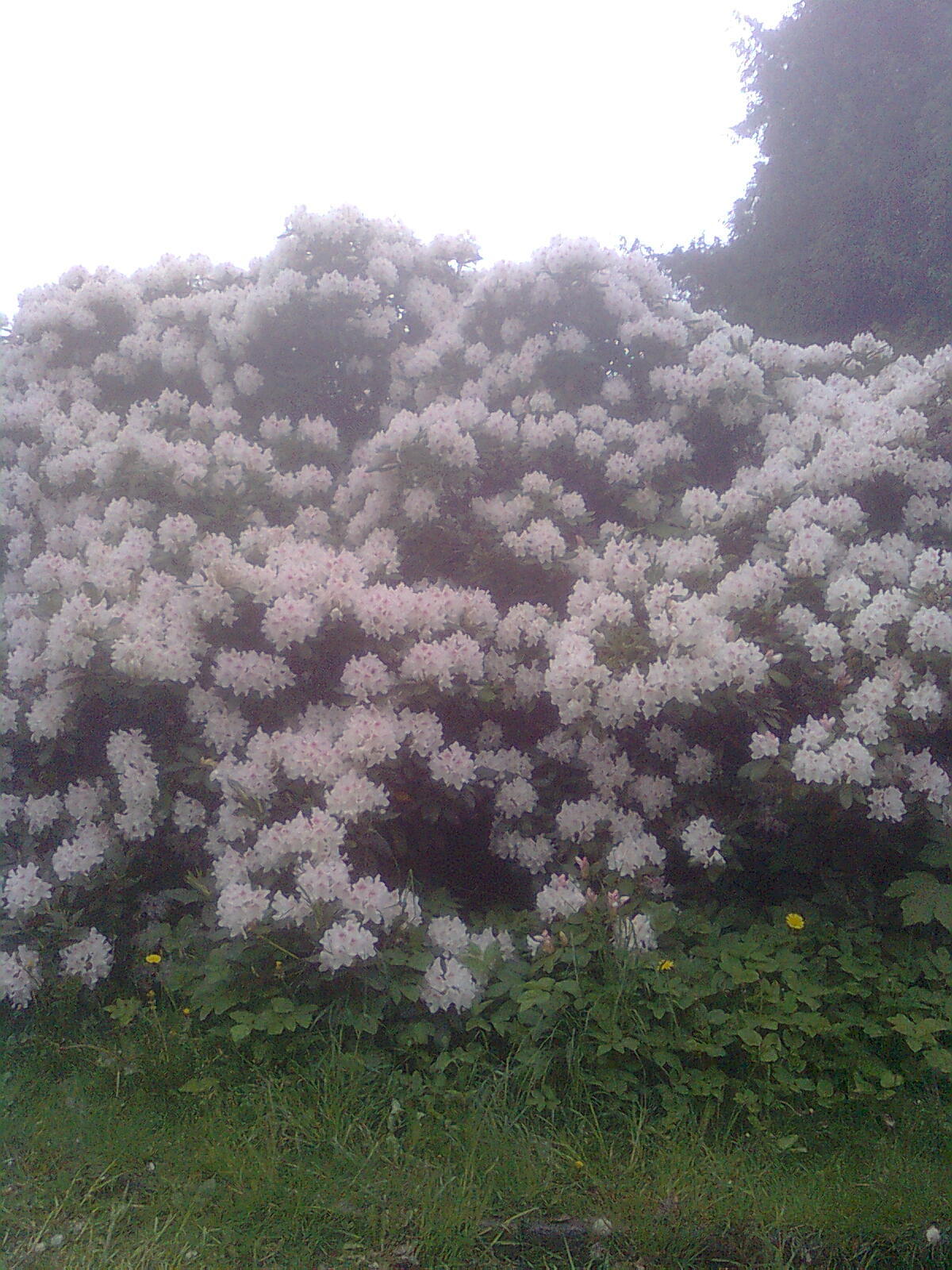 Nokia 5310 XpressMusic