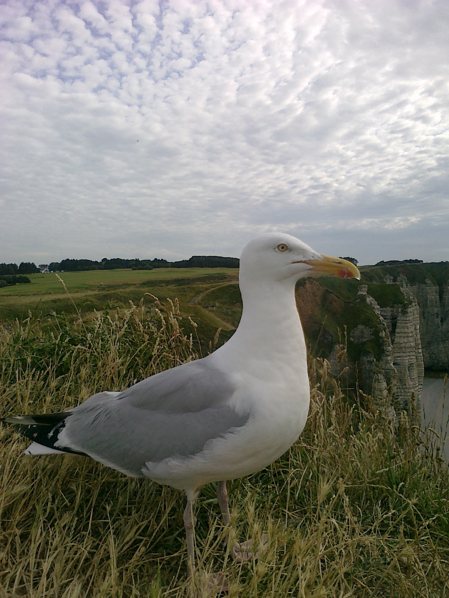 Nokia 5630 XpressMusic