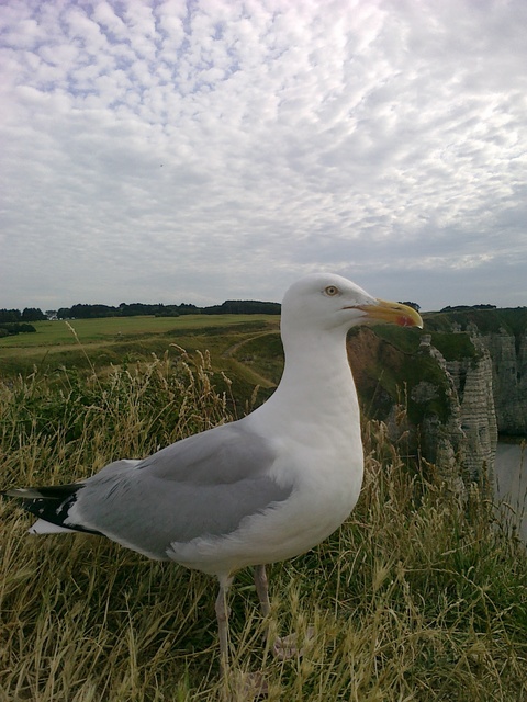 Nokia 5630 XpressMusic