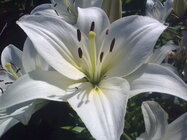 Nokia 6210 Navigator