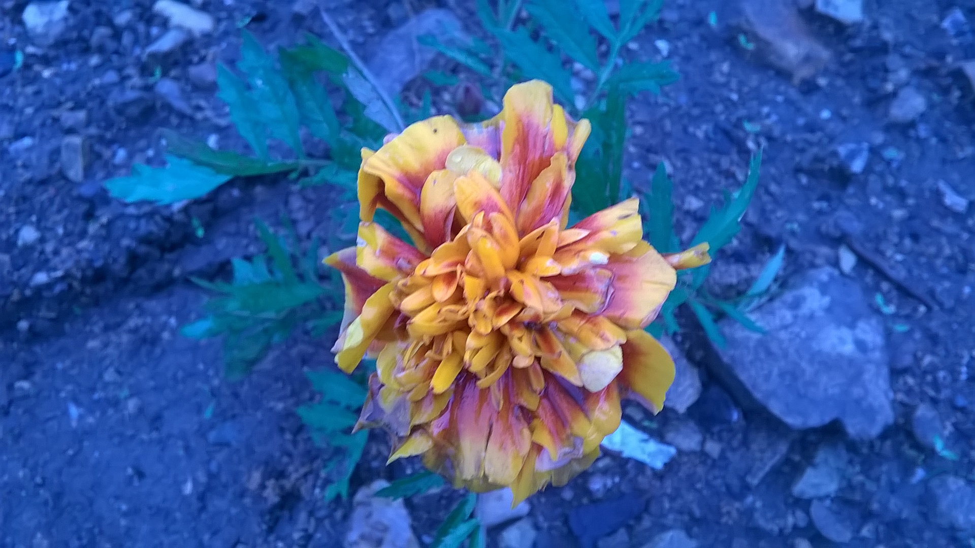 Nokia Lumia 630 Dual SIM