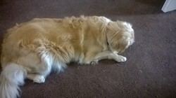 Nokia Lumia 630 Dual SIM