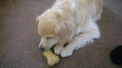 Nokia Lumia 630 Dual SIM