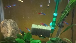 Nokia Lumia 630 Dual SIM