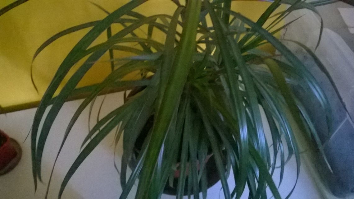 Nokia Lumia 630 Dual SIM