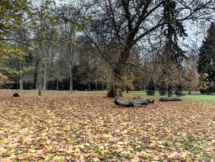 Nothing Phone (3a) Lite