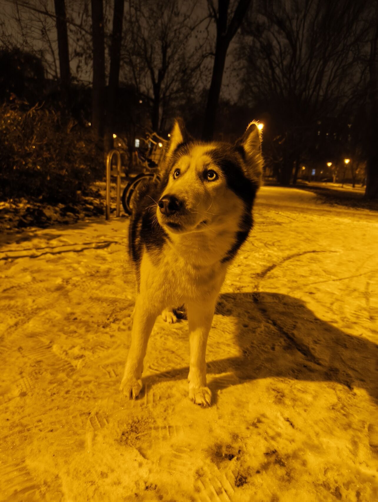 Nothing Phone (3a) Lite