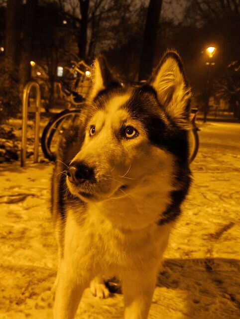 Nothing Phone (3a) Lite