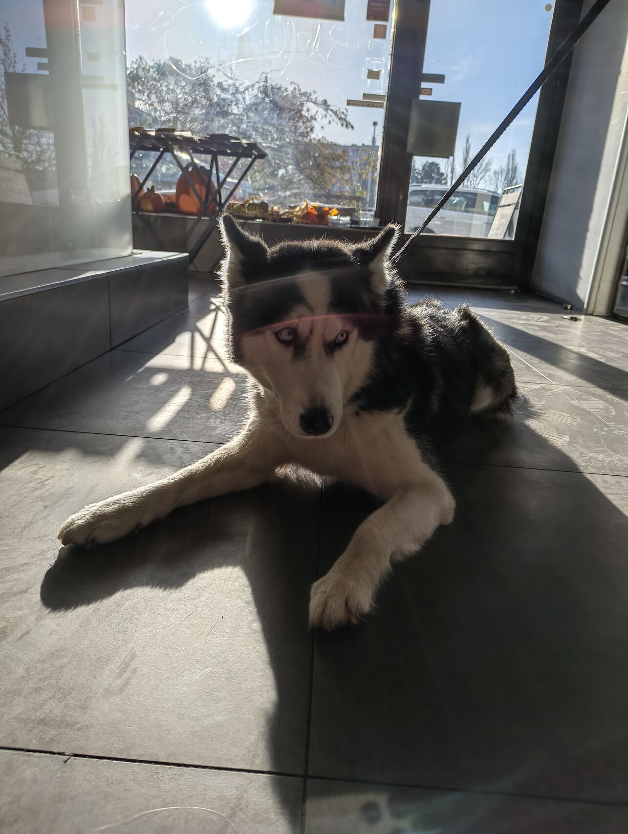 Nothing Phone (3a) Lite