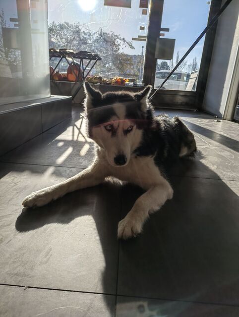 Nothing Phone (3a) Lite