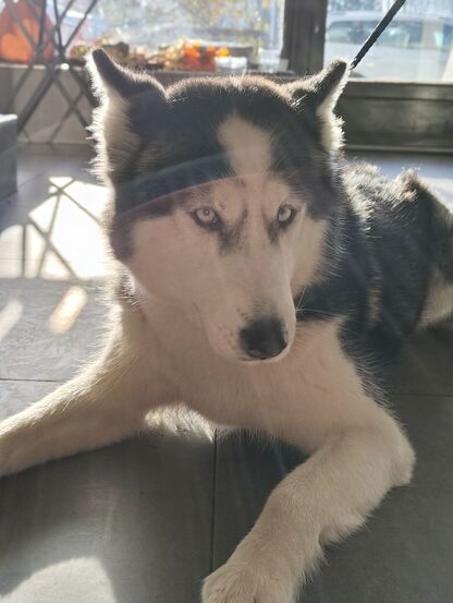 Nothing Phone (3a) Lite