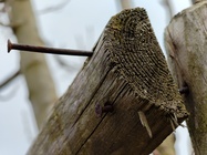 Nothing Phone (3a) Pro