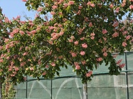 Nothing Phone (3a) Pro