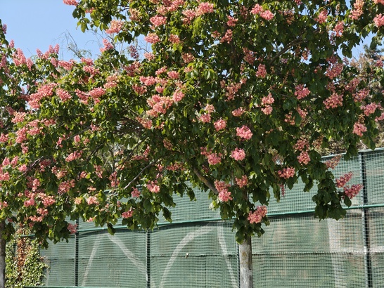 Nothing Phone (3a) Pro