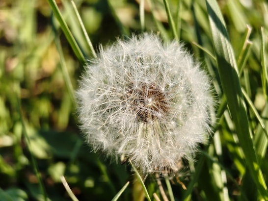 Nothing Phone (3a) Pro