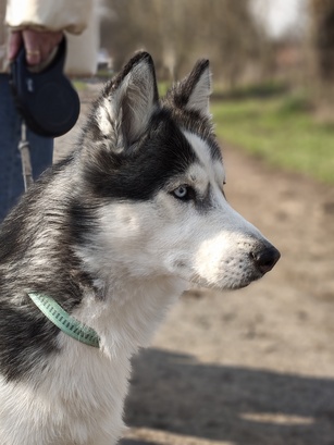 Nothing Phone (4a) Pro