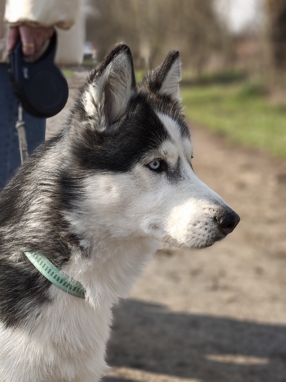 Nothing Phone (4a) Pro