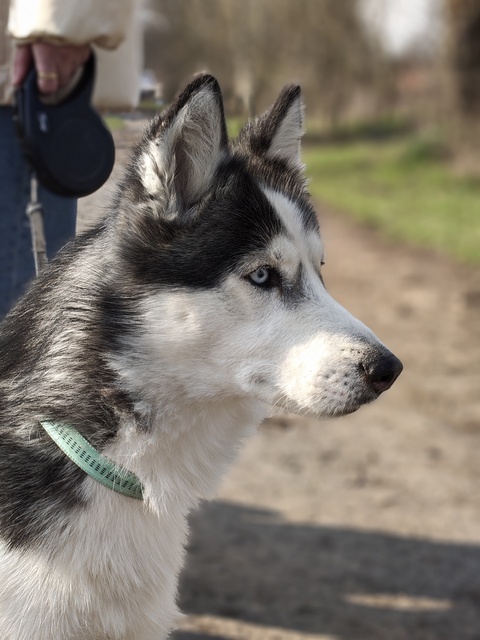 Nothing Phone (4a) Pro