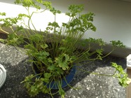 NVIDIA SHIELD Tablet