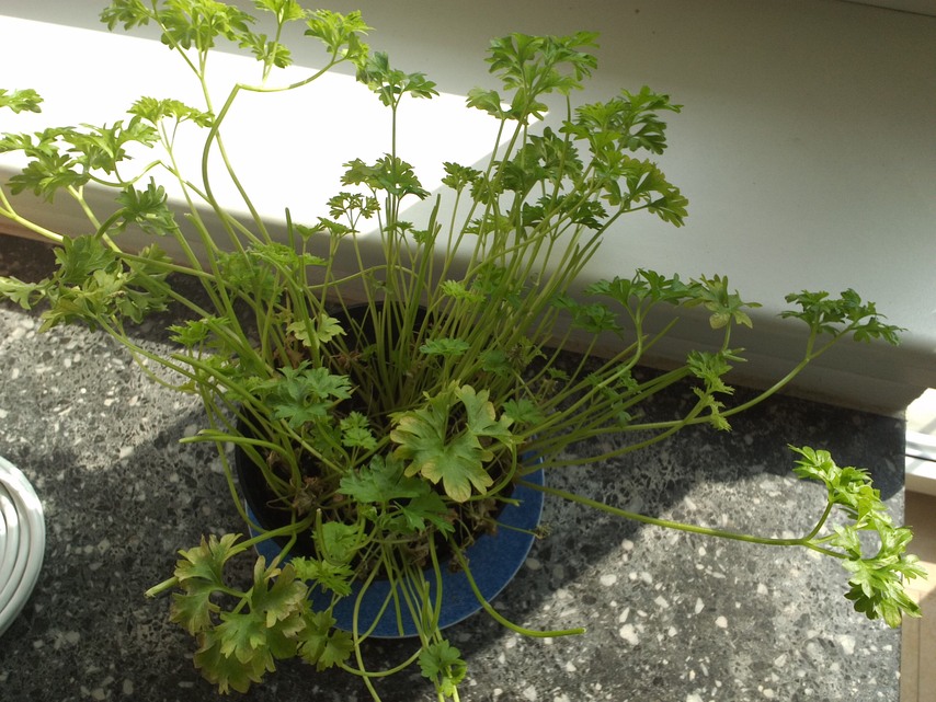 NVIDIA SHIELD Tablet