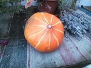 Panasonic Toughpad FZ-E1