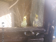 Panasonic Toughpad FZ-X1