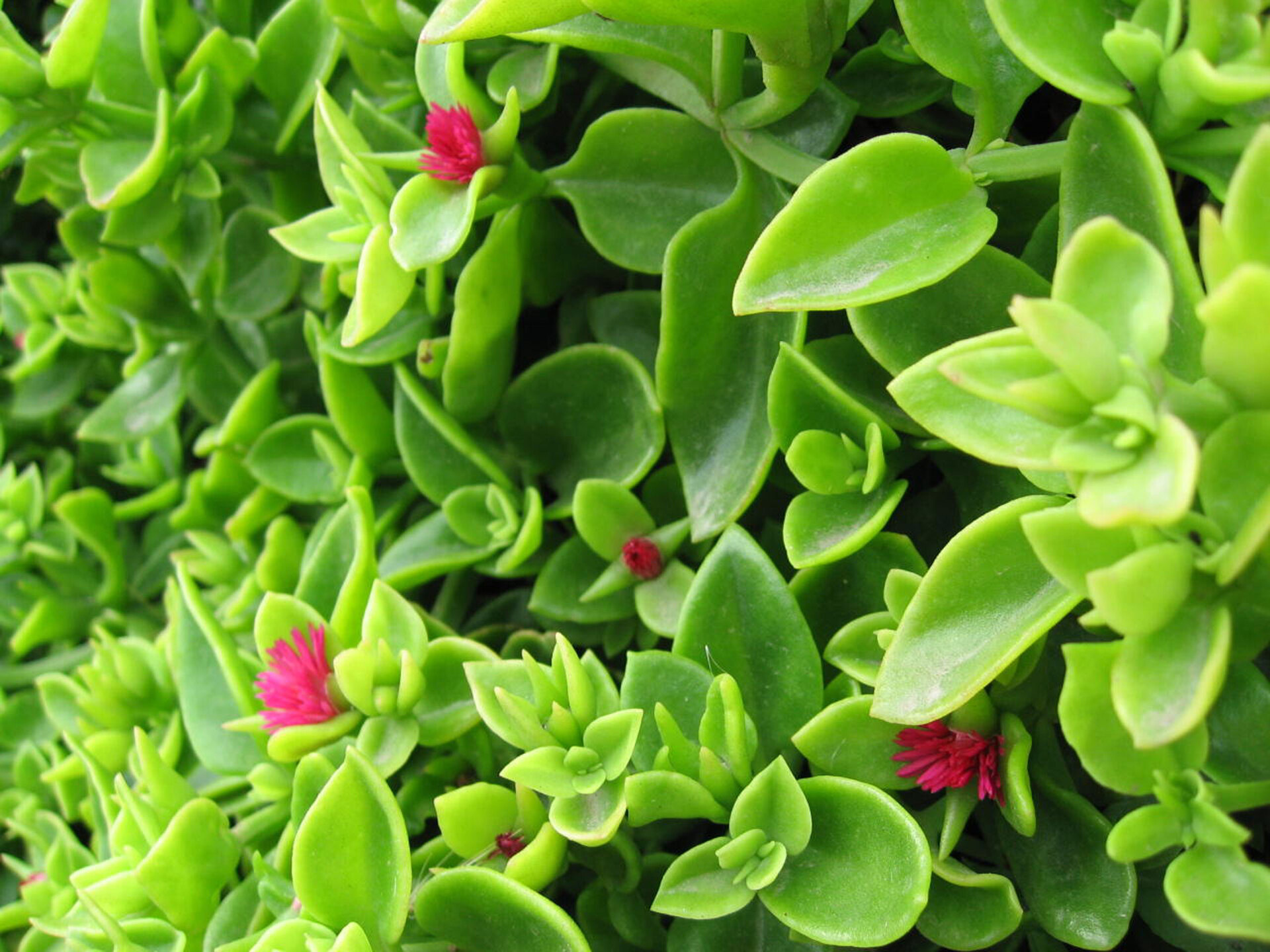 Podvod nebo omyl? Trapas Sony Ericssonu K850i